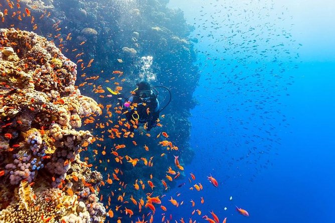 Intro Scuba Diving Beginners Full Day Boat Trip 2 Stops Diving & Lunch– Hurghada - Transfers and Boat Size: Check This Before You Board