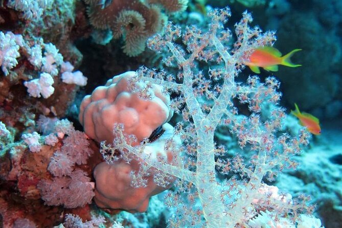 Introduction: Diving from the Reef in Sharm El Sheikh - Who This Is Best For, and Who Should Rethink It