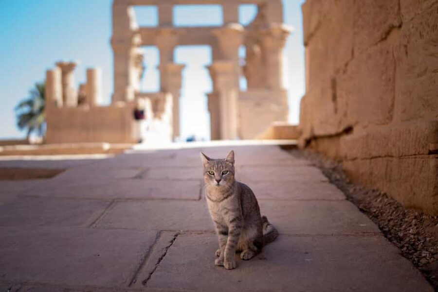 Luxor: Private Full-Day Customized Tour With Carriage Ride - Luxor Temple: when the day turns smoother