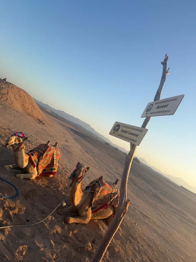 Makadi Bay: BADU Luxury Bedouin Dinner Experience & Stargaze - Hotel pick-up and the limousine transfer that sets your expectations