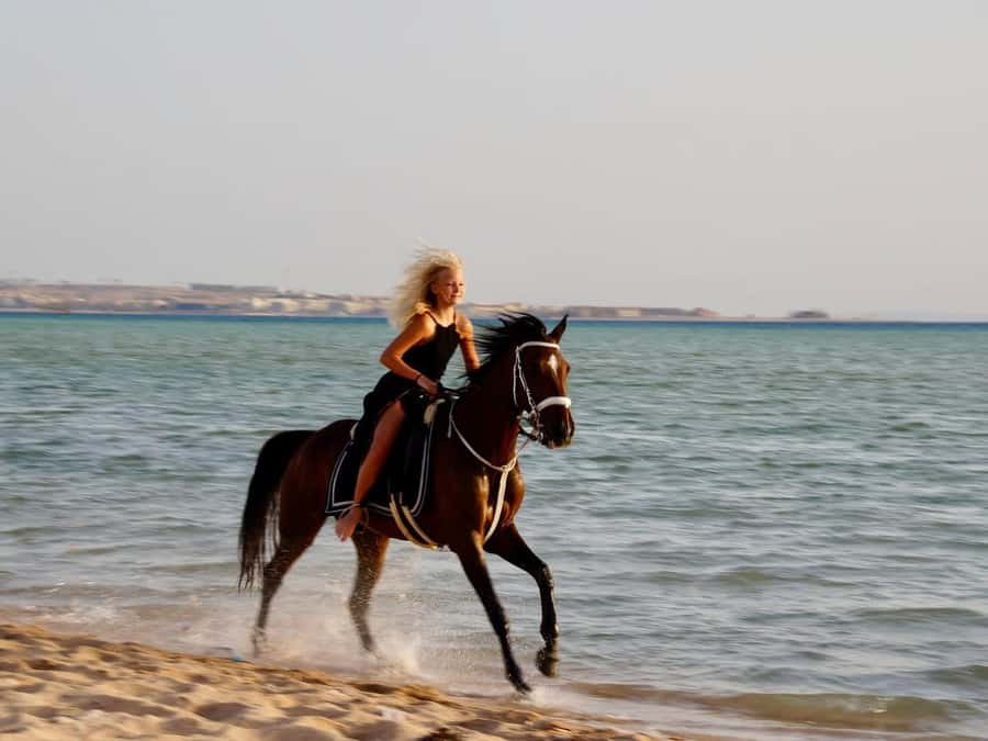 Makadi Bay: Horse Riding in Desert & Sea w Guide + Transfers - Hurghada Pickup and the Transfer Experience