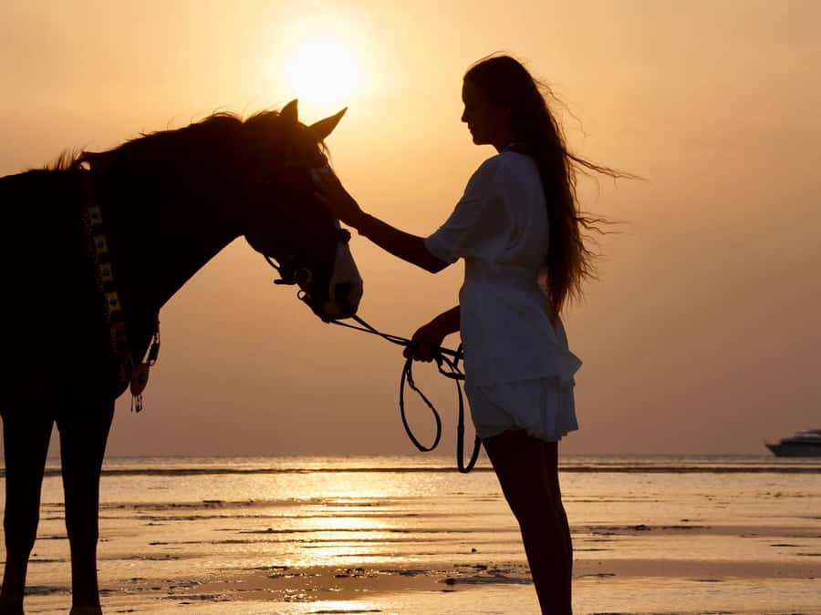 Makadi Bay: Horse Riding in Desert & Sea w Guide + Transfers - What You Pay: Value at Around $35 for a 3-Hour Day