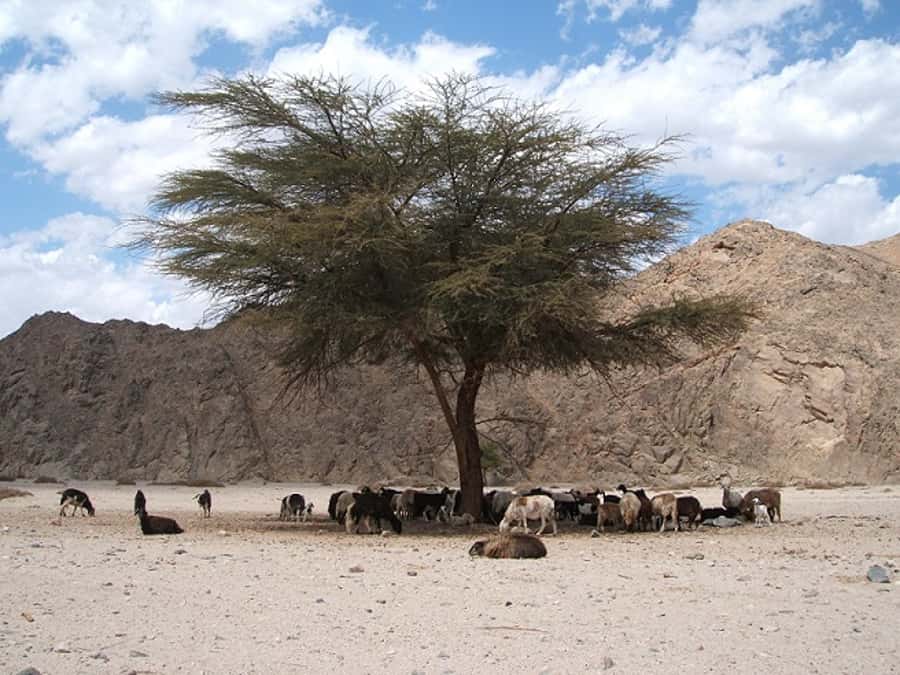 Makadi Bay: Jeep Safari Adventure with Bedouin guide - Should you book? My decision guide