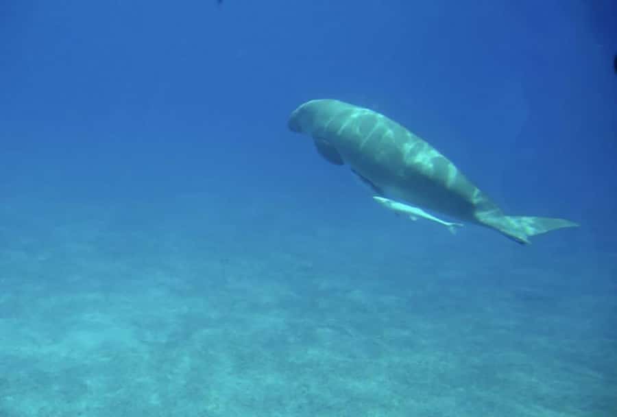Makadi Bay: Royal Seascope Submarine Cruise & Snorkel stop - What the underwater glass deck is really like (air-conditioned, 3 meters down)
