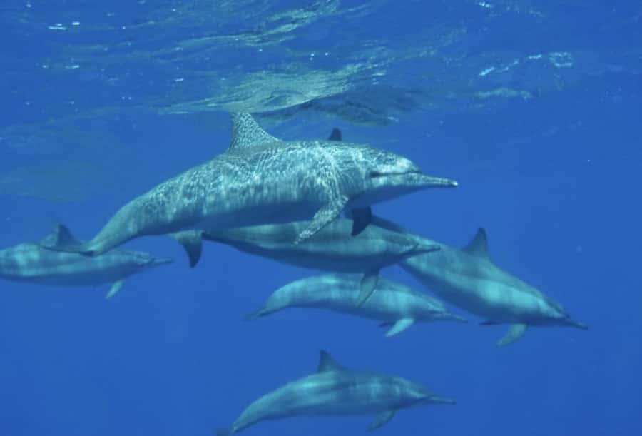 Makadi Bay: Royal Seascope Submarine Cruise & Snorkel stop - The cruise out near Makadi Bay and Xanadu Hotel