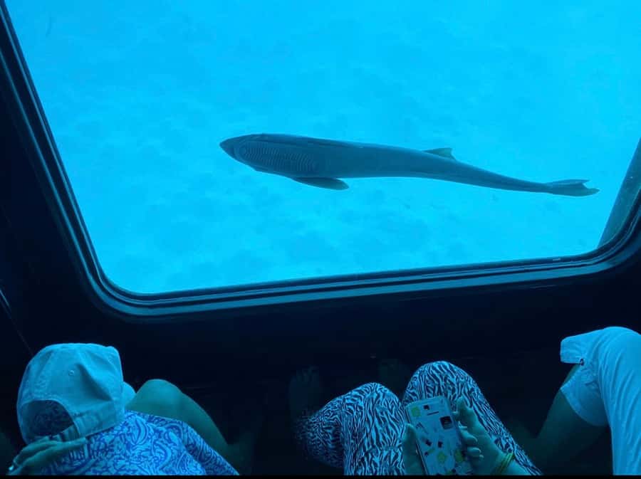 Marsa Alam: Nefertari Sunset/Morning Cruise & Snorkeling - Who this tour fits best, and who should choose another option