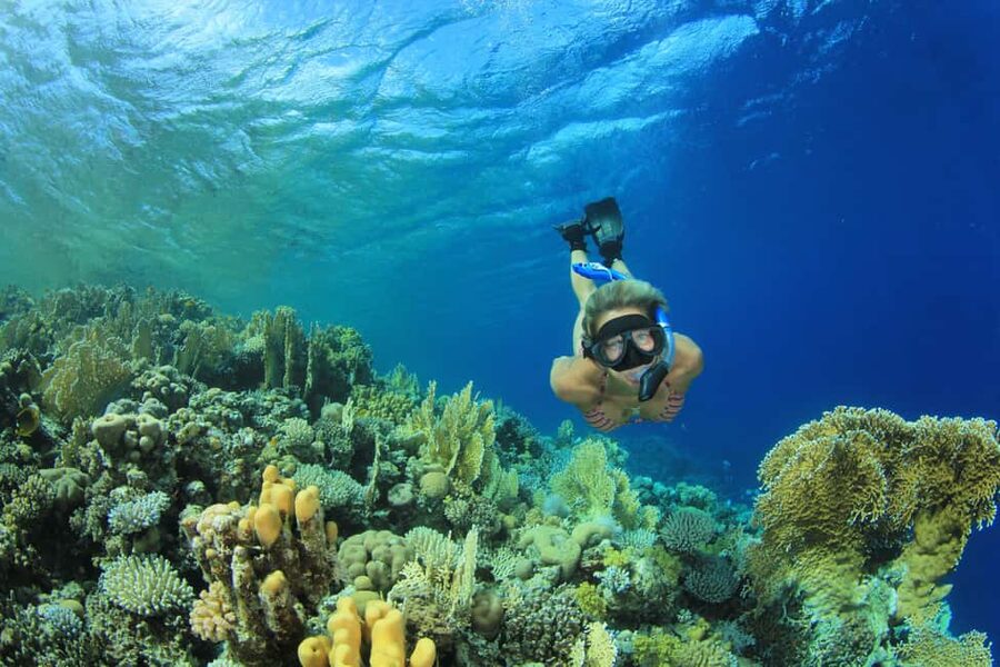 Marsa Alam:Sataya Reefs Dolphin Snorkeling Cruise with Lunch - Two guided snorkeling sessions, plus what the guide actually does