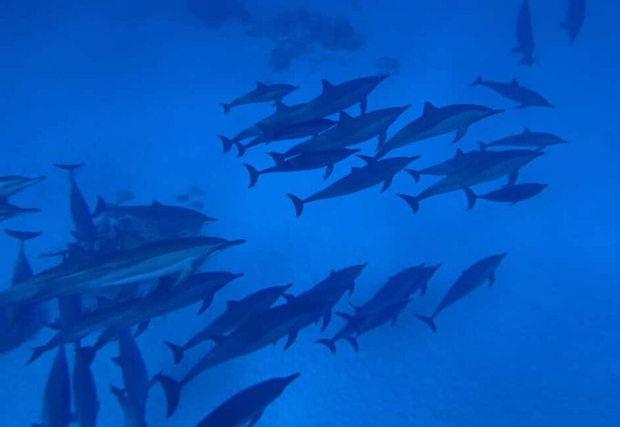 Marsa Alam:Sataya Reefs Dolphin Snorkeling Cruise with Lunch - Dolphin House snorkeling: how to make the most of dolphin time