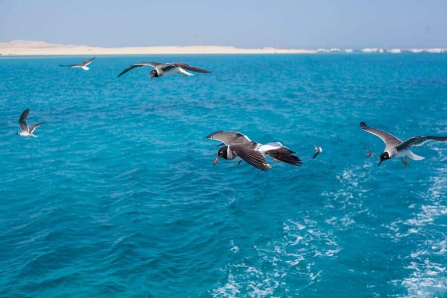 Marsa Alam:Sataya Reefs Dolphin Snorkeling Cruise with Lunch - Coral life you can see between the dolphin moments