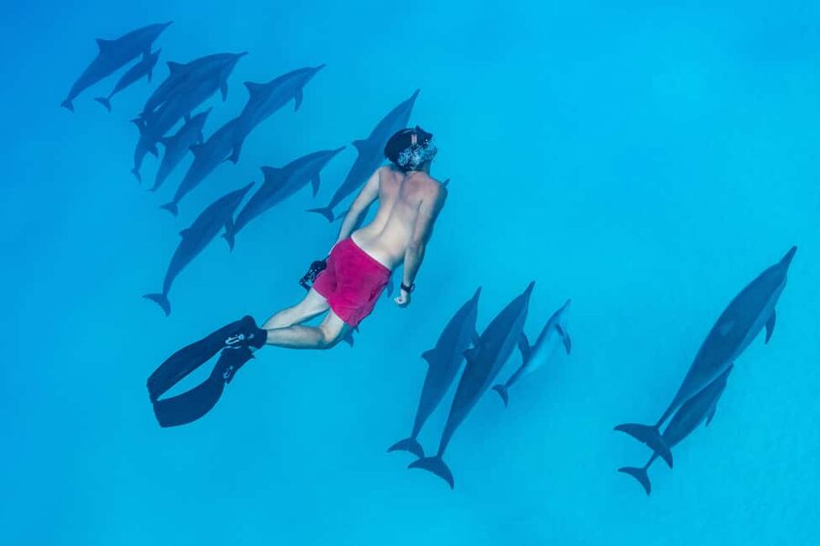 Marsa Alam:Sataya Reefs Dolphin Snorkeling Cruise with Lunch - Price and value: is $90 a fair deal?