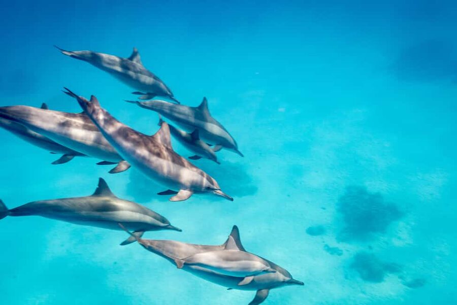 Marsa Alam:Sataya Reefs Dolphin Snorkeling Cruise with Lunch - What to pack and what to do on the day