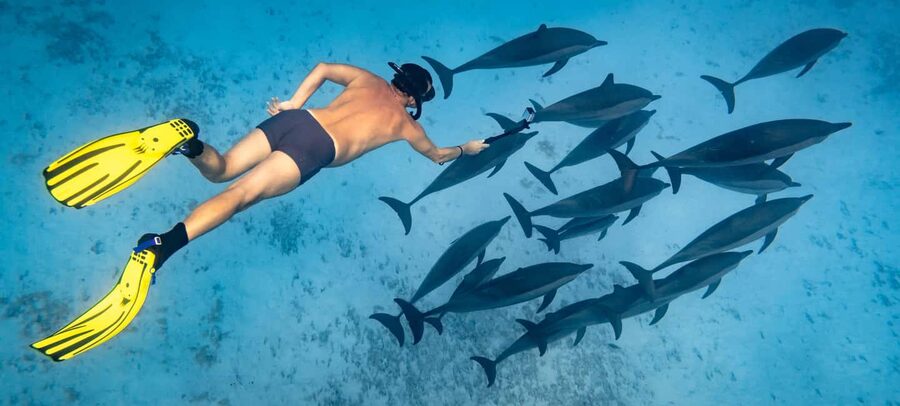 Marsa Alam:Sataya Reefs Dolphin Snorkeling Cruise with Lunch - The full-day flow from Marsa Alam to the lagoon