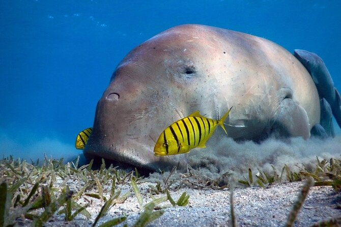 Marsa Alam: Snorkel with Sea Cows and Turtles at Marsa Mubarak - Key highlights you should care about