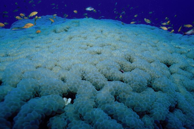 Marsa Alam: Snorkel with Sea Cows and Turtles at Marsa Mubarak - Marsa Mubarak: The wildlife you are actually going for