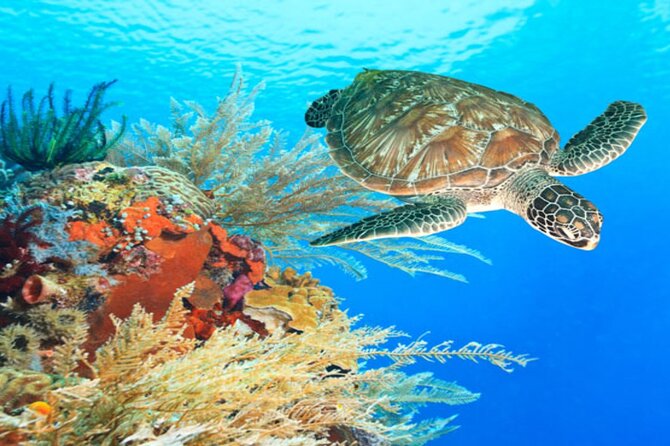 Marsa Alam: Snorkel with Sea Cows and Turtles at Marsa Mubarak - Price and value: $49.20, then plan for the fees