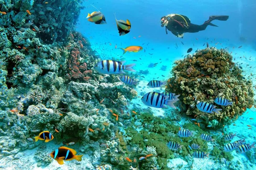 Marsa Alam: Snorkeling with Sea Turtles Marsa Mubarak - Marsa Mubarak snorkeling, the sea turtles, and why this trip feels worth it