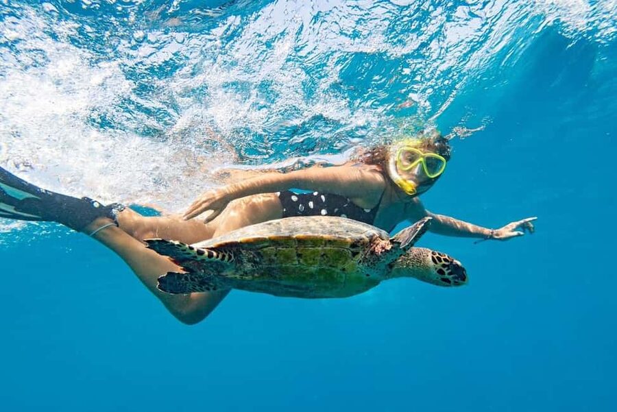 Marsa Alam: Snorkeling with Sea Turtles Marsa Mubarak - How the snorkeling really works with a guide