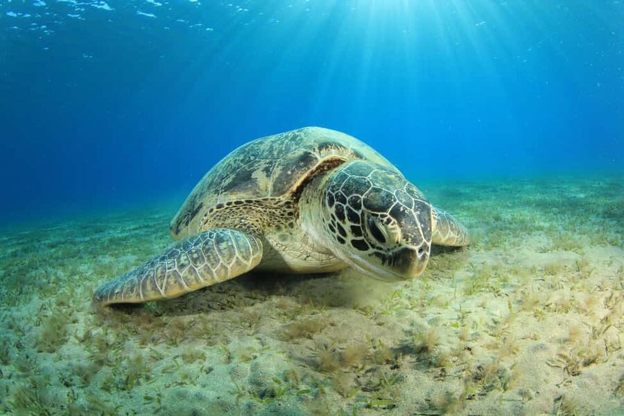 Marsa Alam: Snorkeling with Sea Turtles Marsa Mubarak - The boat lunch and the deck downtime you will actually enjoy