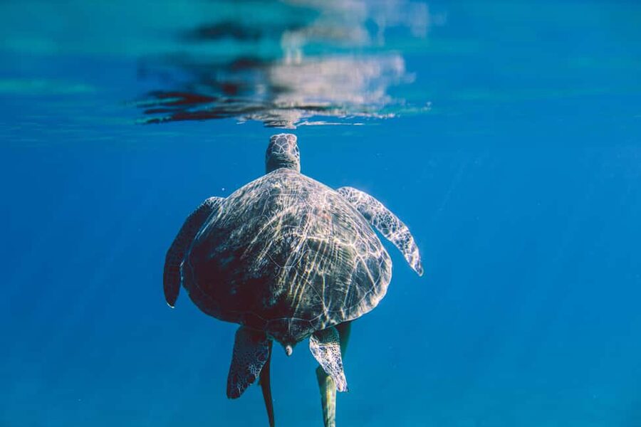 Marsa Alam: Snorkeling with Sea Turtles Marsa Mubarak - Price at $68 and the value you’re really buying