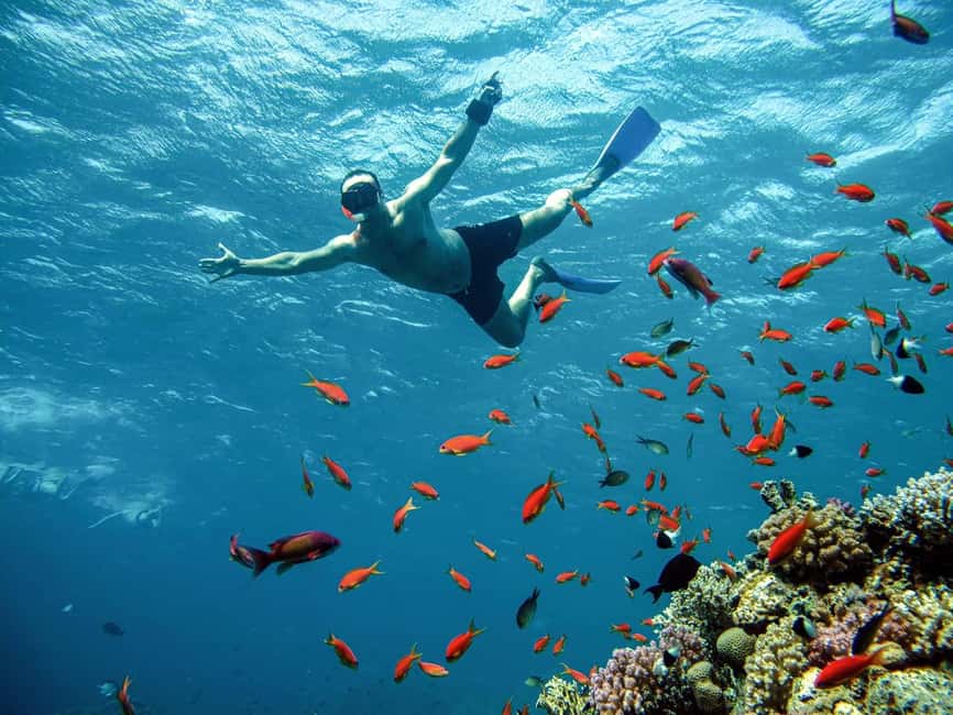 Marsa Alam: Snorkeling with Sea Turtles Marsa Mubarak - What to bring, plus the small admin step that prevents headaches