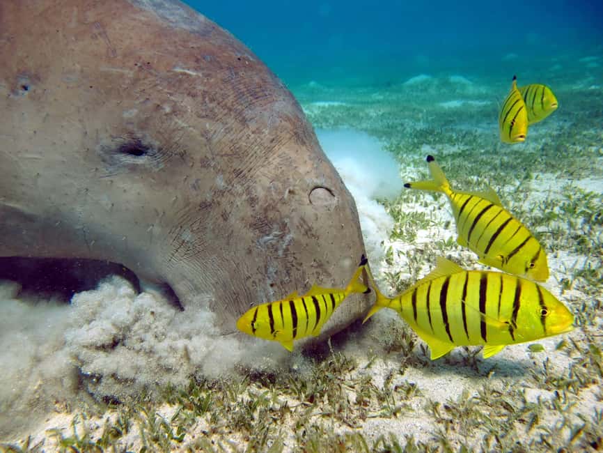 Marsa Alam: Snorkeling with Sea Turtles Marsa Mubarak - Timing, communication, and managing the “wait in the sun” risk
