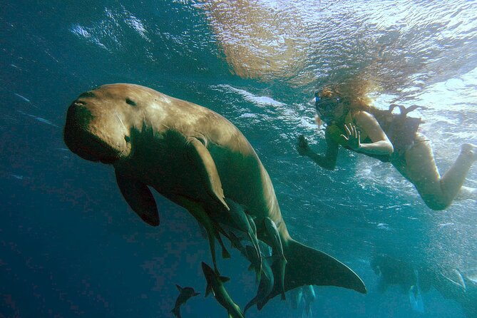 Marsa Mubarak snorkeling with dugong and turtles - marsaalam - Key things I’d circle on your plan