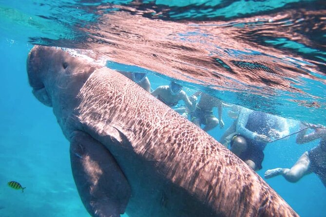 Marsa Mubarak snorkeling with dugong and turtles - marsaalam - Marsa Mubarak safari style: habitat, rules, and expectations