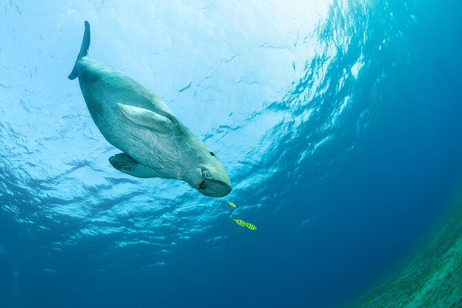 Marsa Mubarak snorkeling with dugong and turtles - marsaalam - The dugong search: one hour in the water and how to make it count