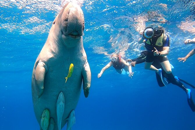 Marsa Mubarak snorkeling with dugong and turtles - marsaalam - Lunch onboard: what’s included, and why it matters for the afternoon