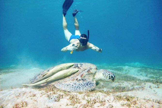 Marsa Mubarak snorkeling with dugong and turtles - marsaalam - Equipment and guide support: what you should expect once you get on the boat