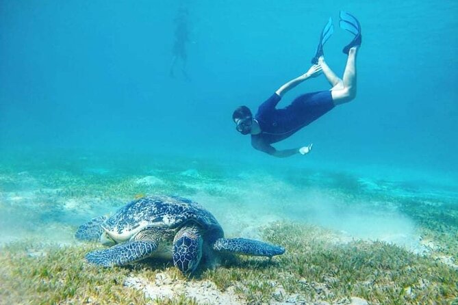 Marsa Mubarak snorkeling with dugong and turtles - marsaalam - Price and value: does $82 make sense for Marsa Mubarak?
