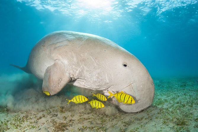 Marsa Mubarak snorkeling with dugong and turtles - marsaalam - Day-of tips: how to swim smarter and stay comfortable