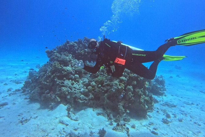 Moving Underwater 2 professional diving with lunch - What You’ll See Underwater: Coral, Schools of Fish, and Possible Big Extras