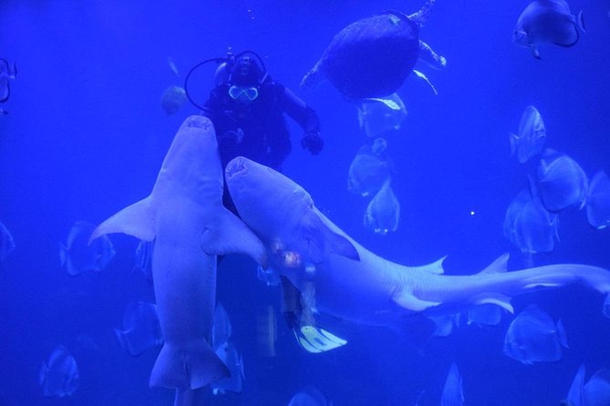 Official Account: Hurghada Grand Aquarium Entrance Tickets - Key things to know before you go