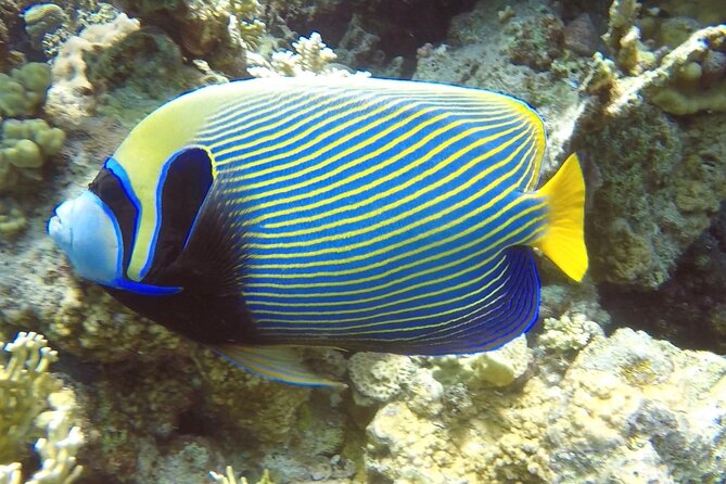 PADI Advanced Diving Course in Hurghada - Learn Scuba Diving - In-water comfort: safety first, fun second (and somehow both)