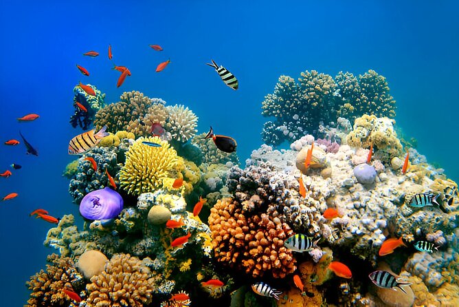 PADI Scuba Diver (PSD) - Who this experience fits best (and who should think twice)