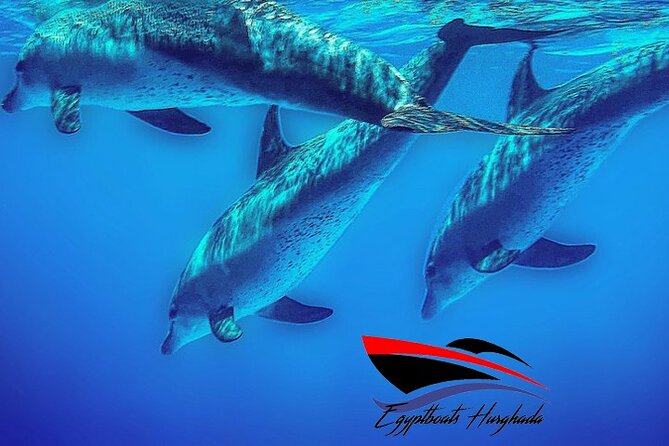 PRIVATE! | 4-hour Speed Boat Trip | Swim With Dolphins, Snorkeling & Island - Hurghada dolphin snorkeling on a private speedboat: why this format works