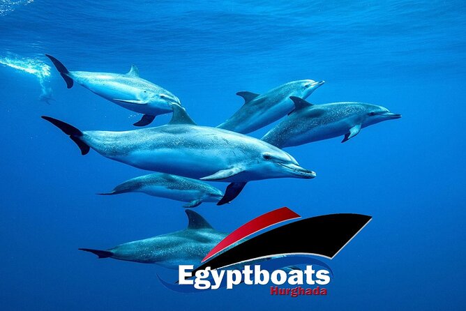 PRIVATE! | 4-hour Speed Boat Trip | Swim With Dolphins, Snorkeling & Island - Snorkel stops, explained: Carless Reef and Omo Gamaar