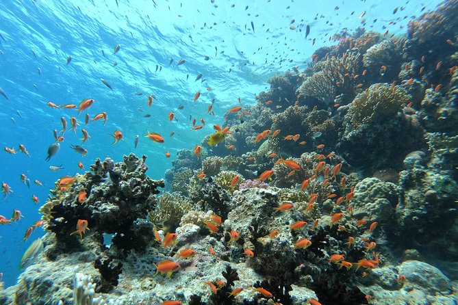 Private Dolphin Watching And Snorkeling Tour - Value check: what is included in your $55 per person