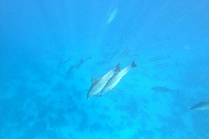 Private Dolphin Watching And Snorkeling Tour - Weather matters, and the tour has a built-in safety rule