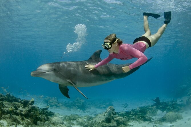 Private Speed Boat Snorkeling with Dolphins Trip - Hurghada - Dolphin House by speedboat, the smart reasons to go