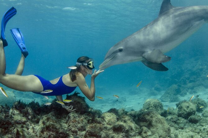 Private Speed Boat Snorkeling with Dolphins Trip - Hurghada - What you’re really buying: Dolphin House time on a private speedboat