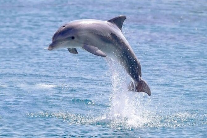 Private Speed Boat Snorkeling with Dolphins Trip - Hurghada - On-board snacks, fruit, and soda, plus how it changes the vibe
