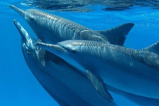 Private Speed Boat to Magawish Island's Hidden Wonders - Hurghada - Getting to Magawish: What the Boat Day Feels Like