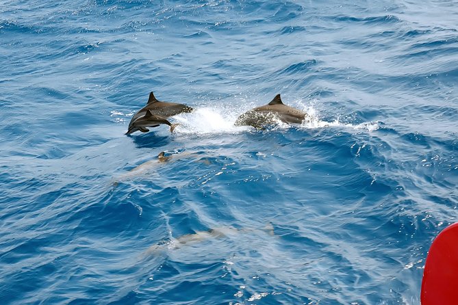 Private Speed Boat to Magawish Island's Hidden Wonders - Hurghada - Small Safety and Comfort Notes (Especially for Choppy Water)