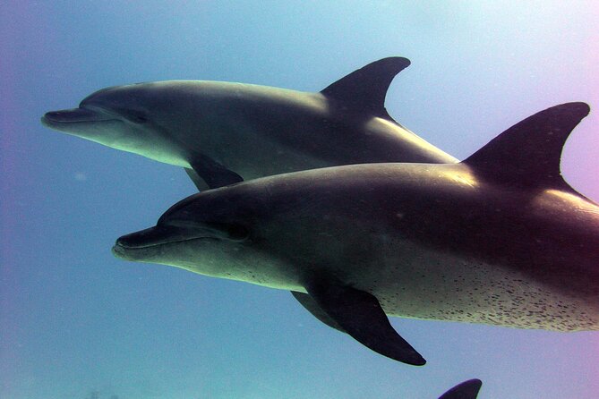 Private Speed Boat to Magawish Island's Hidden Wonders - Hurghada - Magawish Island Snorkeling: Reefs, Fish, and Sea Turtles