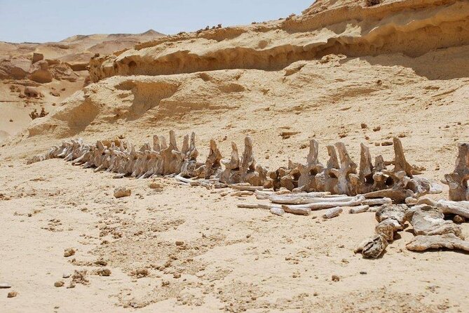 Private Tour to Whales Valley & Wadi El Rayan Waterfalls in El Fayoum from Cairo - Lunch, then jeep safari and the dunes you came for