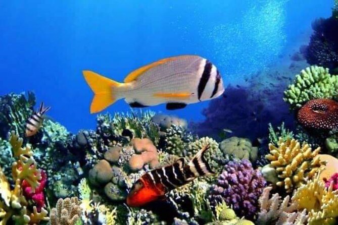 Private Transfers From Luxor To Hurghada - Pickup in Hurghada to Your Luxor Hotel: What You Gain
