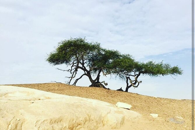 Private White Desert tour one Full day from Cairo - Food and drinks that make the long day easier
