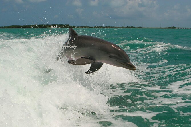 Private Yacht Cruise to Dolphin House with Lunch : Hurghada - Price and Value: Does $150 Make Sense?